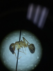 Camponotus festinatus