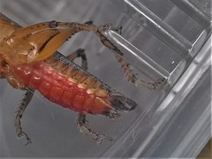 Eschatoceras bipunctatus