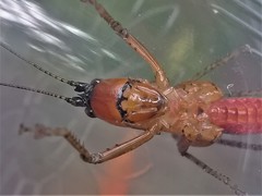 Eschatoceras bipunctatus