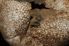 Lycoperdina