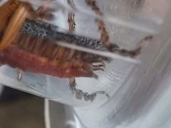 Eschatoceras bipunctatus