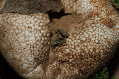 Lycoperdina