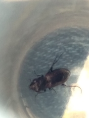 Notiophilus sylvaticus