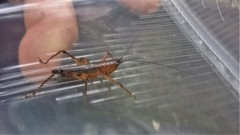 Eschatoceras bipunctatus