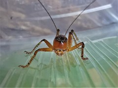 Eschatoceras bipunctatus