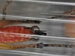 Eschatoceras bipunctatus