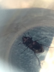 Notiophilus sylvaticus