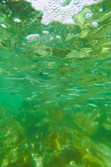 Aldrichetta forsteri