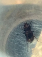 Notiophilus sylvaticus