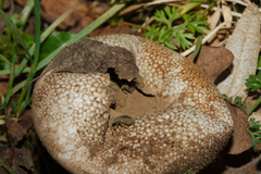 Lycoperdina