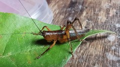 Eschatoceras bipunctatus