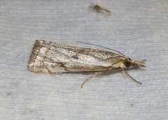 Microcrambus polingi