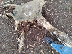 Notiophilus sylvaticus