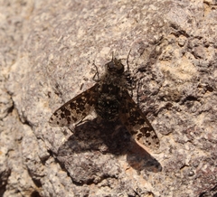 Bombyliidae