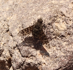 Bombyliidae