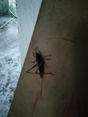 Neoconocephalus brevis