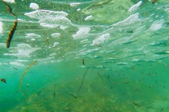 Aldrichetta forsteri