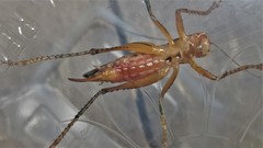 Eschatoceras bipunctatus