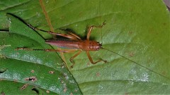 Eschatoceras bipunctatus