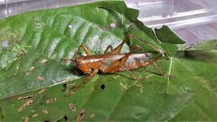 Eschatoceras bipunctatus