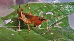 Eschatoceras bipunctatus