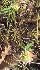Trifolium squarrosum
