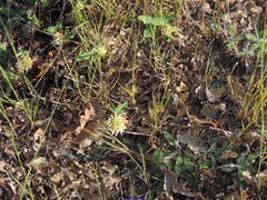 Trifolium squarrosum