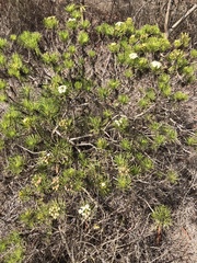 Darwiniothamnus tenuifolius