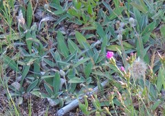 Dianthus legionensis