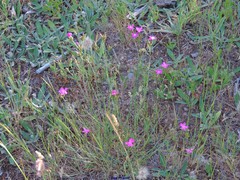 Dianthus legionensis