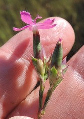 Dianthus legionensis
