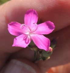 Dianthus legionensis