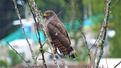 Rupornis magnirostris