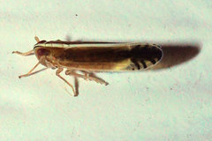 Stenocranus brunneus
