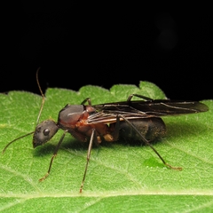 Camponotus