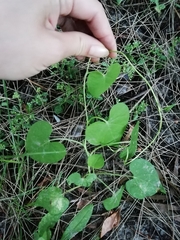 Ipomoea grandifolia
