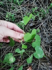 Ipomoea grandifolia