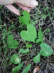 Ipomoea grandifolia