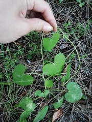 Ipomoea grandifolia