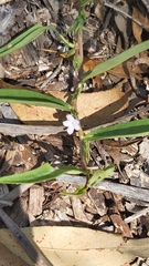 Eremophila debilis