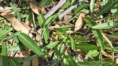 Eremophila debilis