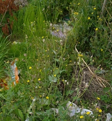 Sonchus oleraceus