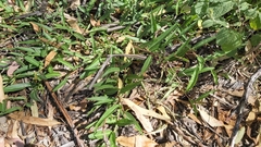 Eremophila debilis