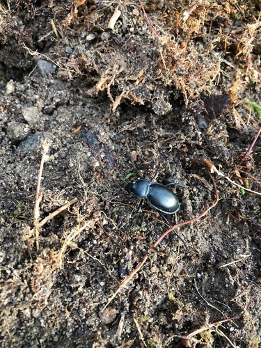 Smooth ground beetle photo 4