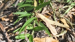 Eremophila debilis