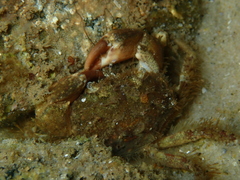 Nectocarcinus