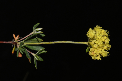 rock buckwheat (Eriogonum sphaerocephalum)