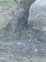 Cavia