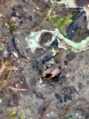 Notiophilus sylvaticus