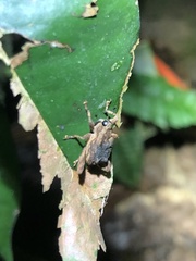 Piazolechriops bicristatus